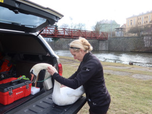 Odchyt nemocn labutě v Plzni