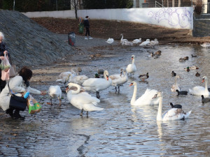 Pokroucené krky mají i dvě labutě v Praze na Vltavě