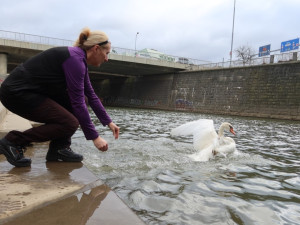 Vypouštění nemocné labutě v Plzni