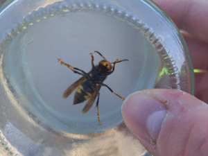 foto: Jan Walter, Západočeské muzeum v Plzni