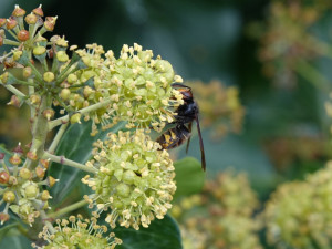 foto: Jan Walter, Západočeské muzeum v Plzni