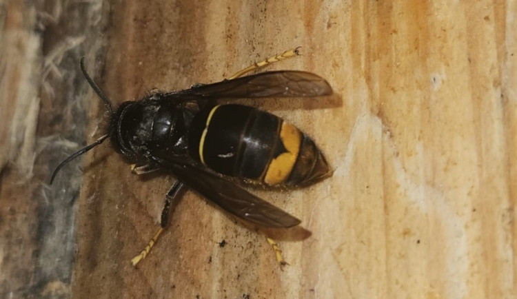 Invazní sršeň asijská je znovu v Česku, objevili ji při vykládce kamionu z Francie