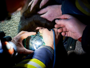 FOTO: Hasiči bojovali o život kočky, kterou zachránili při požáru kotelny