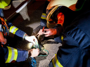 FOTO: Hasiči resuscitovali kočku a z hořícího domu zachránili také králíka