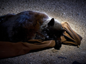 FOTO: Hasiči resuscitovali kočku a z hořícího domu zachránili také králíka