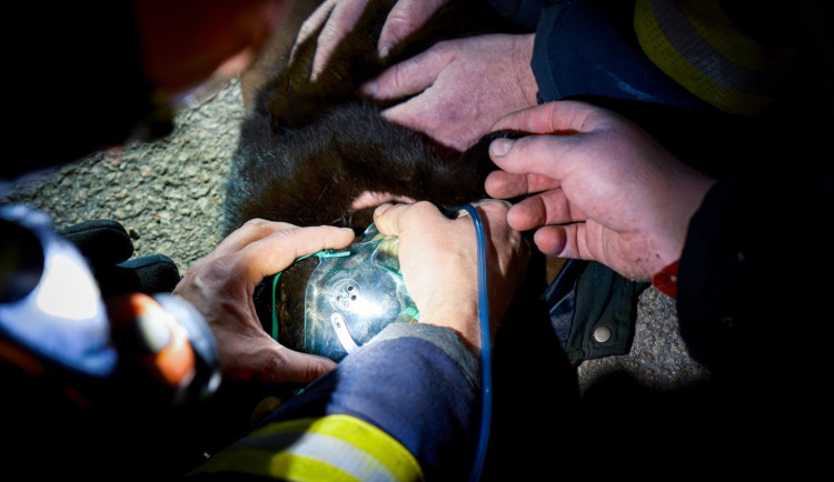 FOTO: Hasiči resuscitovali kočku a z hořícího domu zachránili také králíka