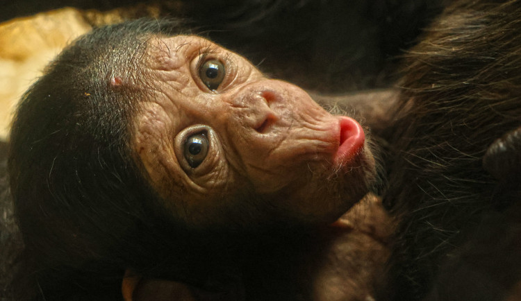 Djimon, Dumay nebo Dakarai, jméno pro šimpanzí mládě vybírají lidé v anketě