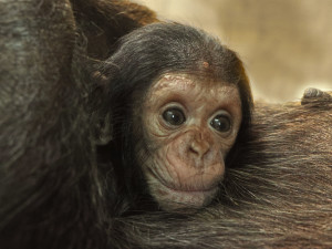 Djimon, Dumay nebo Dakarai, jméno pro šimpanzí mládě vybírají lidé v anketě
