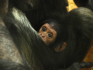 Djimon, Dumay nebo Dakarai, jméno pro šimpanzí mládě vybírají lidé v anketě