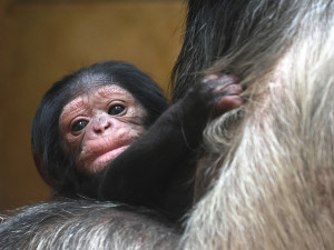 Djimon, Dumay nebo Dakarai, jméno pro šimpanzí mládě vybírají lidé v anketě