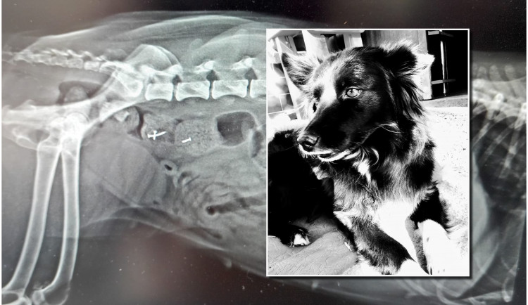 Pes sežral maso prošpikované hřebíky a zemřel, neznámá osoba hází otrávené návnady na zahrady u domů