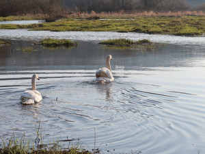 Labutě ve svém novém domově