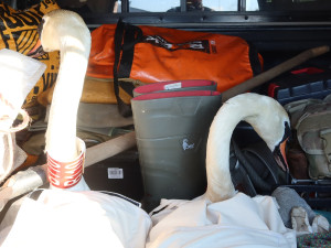 Stěhování labutí na novou lokalitu