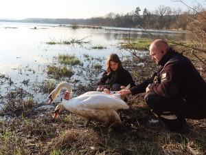 Vypuštění labutího páru