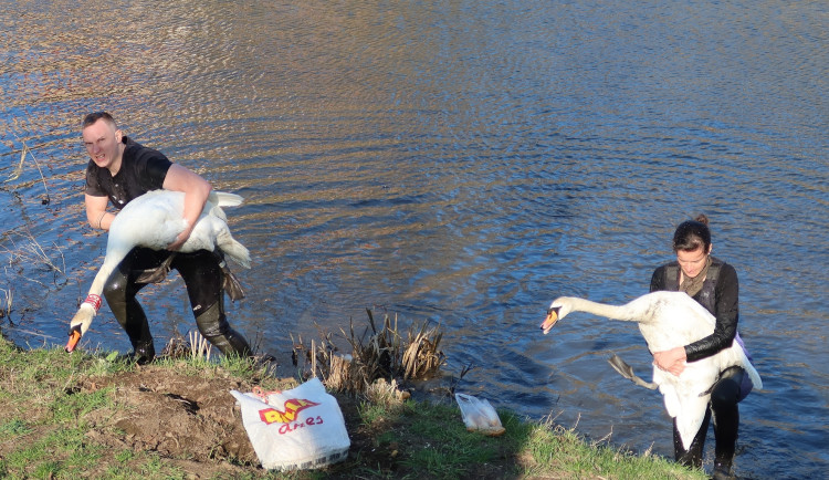Zkušeným chytačům se letos podařilo odchytit problematický pár labutí na první pokus