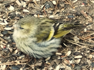 Tento ptáček nepřežil