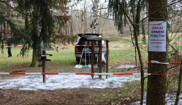 Nebezpečná krmítková nákaza zabíjí ptáky bez šance na vyléčení. V Borském parku, kde se nákaza objevila, teď dezinfikovali všechna krmítka