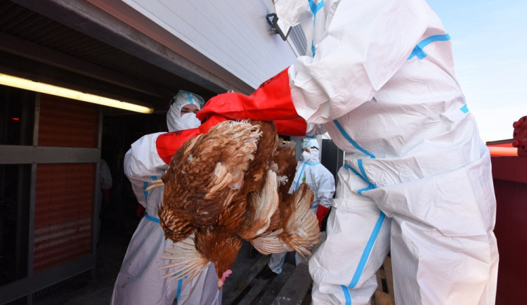 Největší ohnisko ptačí chřipky v ČR loni nejvíce zaměstnávalo veterináře z Plzeňského kraje