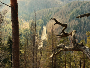 Šumavské Dračí skály nabízí výhled, ze kterého se vám zaručeně podlomí kolena. Miloval je i Karel Klostermann