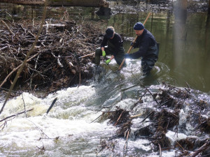 Pod bobřím mokřadem uniká plyn, ochránci přírody z něj upouští vodu kvůli opravě