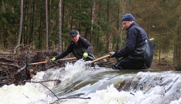 Pod bobřím mokřadem uniká plyn, ochránci přírody z něj upouští vodu kvůli opravě