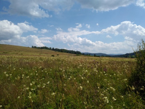 Šetrné zemědělství prospívá krajině, území u Nemanic pokrývají vzácné druhy orchidejí