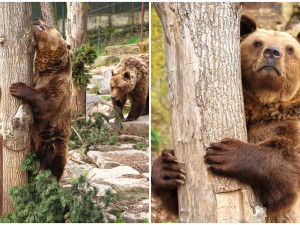 Trojice medvědů už se úplně probrala ze zimního spánku a vesele dovádí ve výběhu