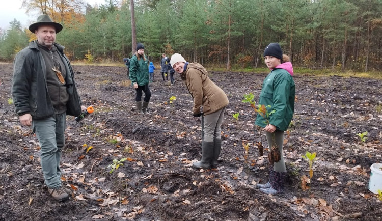 Veřejnost se může zapojit do obnovy městské lesa, zapotřebí je zasadit 4 000 sazenic