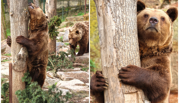 Medvědi už se úplně probrali ze zimního spánku a vesele dovádí ve výběhu