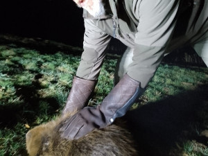 Mladí bobři se při hledání nového teritoria zatoulali až k hospodě i na zahradu základní školy