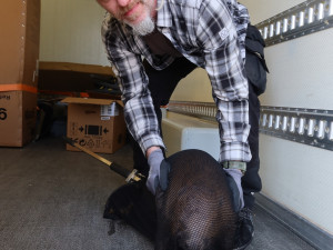 Mladí bobři se při hledání nového teritoria zatoulali až k hospodě i na zahradu základní školy