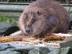 Mladí bobři se při hledání nového teritoria zatoulali až k hospodě i na zahradu základní školy