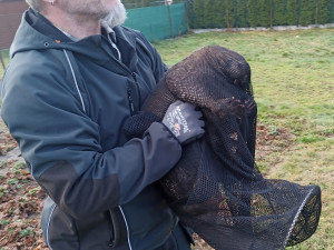 Mladí bobři se při hledání nového teritoria zatoulali až k hospodě i na zahradu základní školy