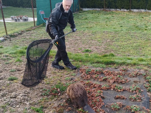 Mladí bobři se při hledání nového teritoria zatoulali až k hospodě i na zahradu základní školy
