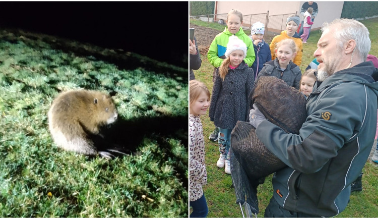 Mladí bobři se při hledání nového teritoria zatoulali k hospodě i na zahradu základní školy