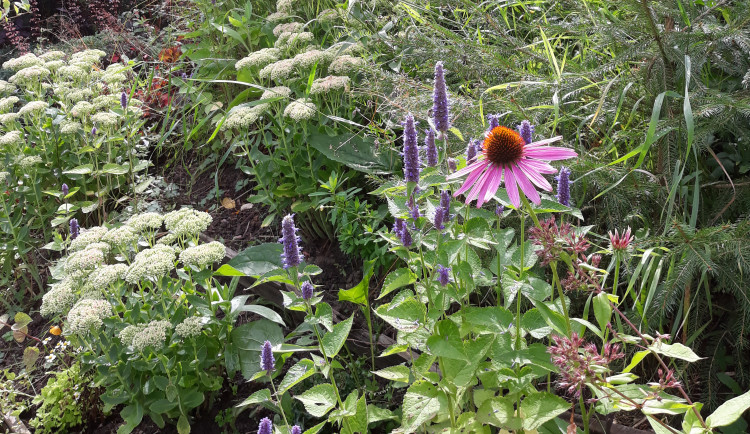 Lidé na Slovanech sami vyberou prostřednictvím ankety místa pro záhony trvalek