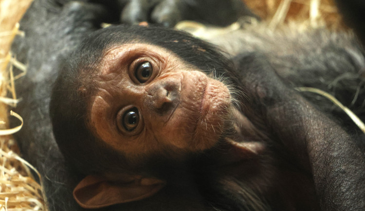 Malá šimpanzí celebrita ze zoo dostala jméno Dumay, pro které hlasovalo v anketě 2468 fanoušků