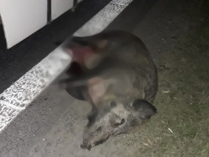 Motorkář sestřelil a usmrtil divočáka, sám utrpěl těžká zranění a skončil v nemocnici