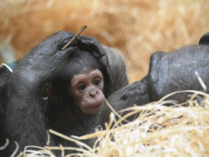 Malá šimpanzí celebrita ze zoo dostala jméno Dumay, pro které hlasovalo v anketě 2468 fanoušků