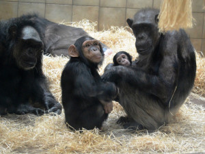 Malá šimpanzí celebrita ze zoo dostala jméno Dumay, pro které hlasovalo v anketě 2468 fanoušků