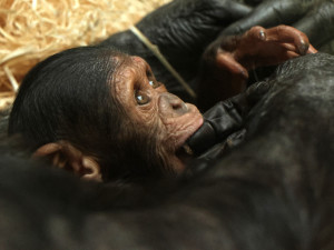Malá šimpanzí celebrita ze zoo dostala jméno Dumay, pro které hlasovalo v anketě 2468 fanoušků