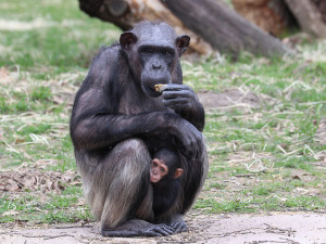 Malá šimpanzí celebrita ze zoo dostala jméno Dumay, pro které hlasovalo v anketě 2468 fanoušků
