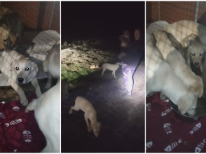 Sedm štěňat labradorů kdosi vypustil na rušnou silnici, zvířata byla vyděšená a hladová