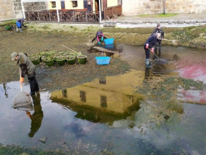 Jezírko přezdívané jako plzeňské Benátky je bez vody i barevných koi kaprů, prochází očistou