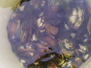 Jezírko přezdívané jako plzeňské Benátky je bez vody i barevných koi kaprů, prochází očistou