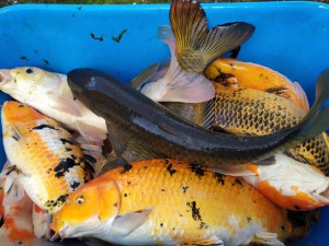 Jezírko přezdívané jako plzeňské Benátky je bez vody i barevných koi kaprů, prochází očistou