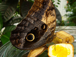 Nový skleník s tropickým pralesem a africkými motýly postaví za 21 milionů korun plzeňská zoo
