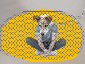 „Jako pes na řetězu“: Propojení plzeňských ubytoven, pracovních agentur a vazby na politiku