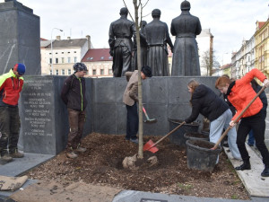 Původní lípu u pomníku T. G. Masaryka umořili lidé a psi močením, druhou polámal vandal, třetí snad už vydrží