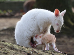 Zoo teď zažívá jarní babyboom, díky novým přírůstkům se návštěvníci mají na co těšit